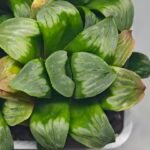 Haworthia Mutica x Byakuya (Midnight Sun) [电路板寿] - 18