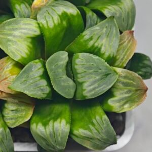 Haworthia Mutica x Byakuya (Midnight Sun) [电路板寿] - 18