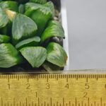 Haworthia Mutica x Byakuya (Midnight Sun) [电路板寿] - 10