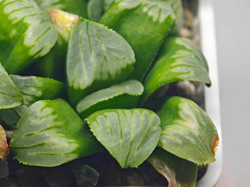 Haworthia Mutica x Byakuya (Midnight Sun) [电路板寿] - 11