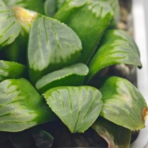 Haworthia Mutica x Byakuya (Midnight Sun) [电路板寿] - 11