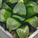 Haworthia Mutica x Byakuya (Midnight Sun) [电路板寿] - 12