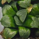 Haworthia Mutica x Byakuya (Midnight Sun) [电路板寿] - 13