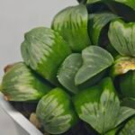 Haworthia Mutica x Byakuya (Midnight Sun) [电路板寿] - 14