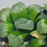 Haworthia Mutica x Byakuya (Midnight Sun) [电路板寿] - 15