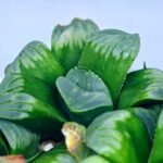 Haworthia Mutica x Byakuya (Midnight Sun) [电路板寿] - 16