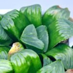 Haworthia Mutica x Byakuya (Midnight Sun) [电路板寿] - 17