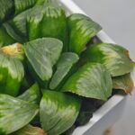 Haworthia Mutica x Byakuya (Midnight Sun) [电路板寿] - 18