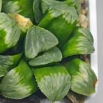 Haworthia Mutica x Byakuya (Midnight Sun) [电路板寿] - 19