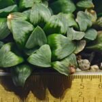 Haworthia Mutica x Byakuya (Midnight Sun) [电路板寿] - 13