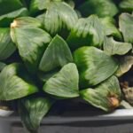 Haworthia Mutica x Byakuya (Midnight Sun) [电路板寿] - 14