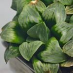 Haworthia Mutica x Byakuya (Midnight Sun) [电路板寿] - 15