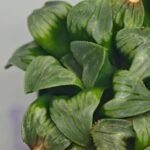 Haworthia Mutica x Byakuya (Midnight Sun) [电路板寿] - 16
