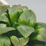 Haworthia Mutica x Byakuya (Midnight Sun) [电路板寿] - 9