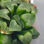 Haworthia Mutica x Byakuya (Midnight Sun) [电路板寿] - 10