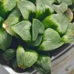 Haworthia Mutica x Byakuya (Midnight Sun) [电路板寿] - 11