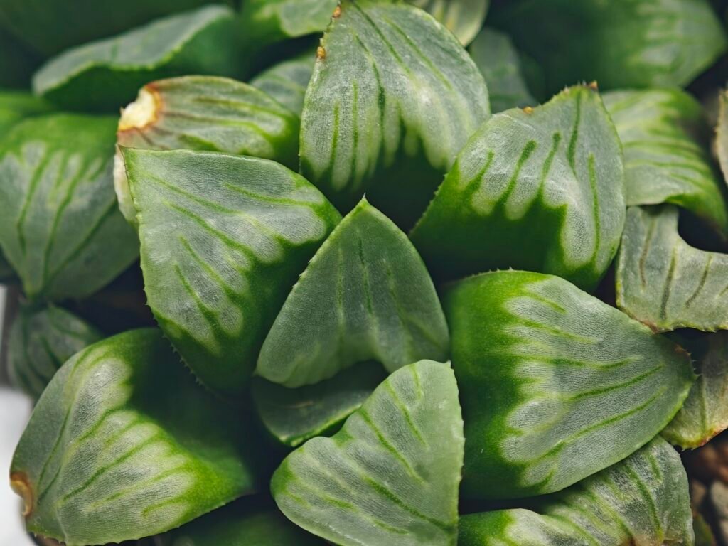 Haworthia Mutica x Byakuya (Midnight Sun) [电路板寿] - 12