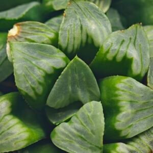 Haworthia Mutica x Byakuya (Midnight Sun) [电路板寿] - 12