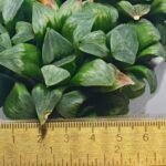 Haworthia Mutica x Byakuya (Midnight Sun) [电路板寿] - 15