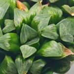 Haworthia Mutica x Byakuya (Midnight Sun) [电路板寿] - 16