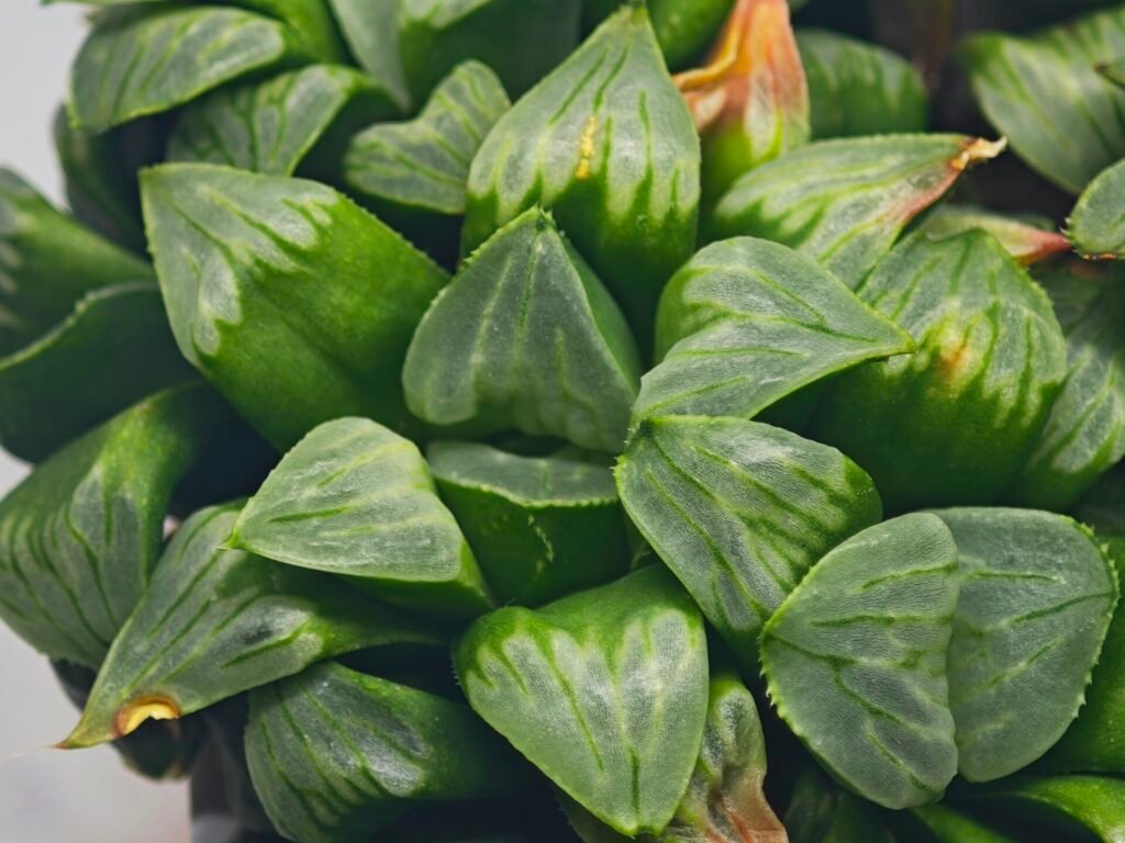 Haworthia Mutica x Byakuya (Midnight Sun) [电路板寿] - 17