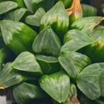 Haworthia Mutica x Byakuya (Midnight Sun) [电路板寿] - 17
