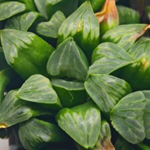 Haworthia Mutica x Byakuya (Midnight Sun) [电路板寿] - 17