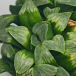 Haworthia Mutica x Byakuya (Midnight Sun) [电路板寿] - 10