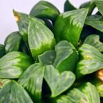 Haworthia Mutica x Byakuya (Midnight Sun) [电路板寿] - 11