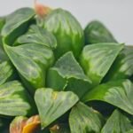 Haworthia Mutica x Byakuya (Midnight Sun) [电路板寿] - 12