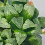Haworthia Mutica x Byakuya (Midnight Sun) [电路板寿] - 13