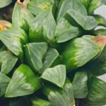 Haworthia Mutica x Byakuya (Midnight Sun) [电路板寿] - 14