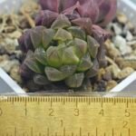 Haworthia Obtusa ‘Kohaku Variegated’ [琥珀锦玉露] - 11