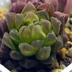 Haworthia Obtusa ‘Kohaku Variegated’ [琥珀锦玉露] - 12