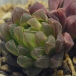 Haworthia Obtusa ‘Kohaku Variegated’ [琥珀锦玉露] - 13