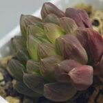 Haworthia Obtusa ‘Kohaku Variegated’ [琥珀锦玉露] - 14