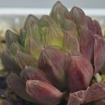 Haworthia Obtusa ‘Kohaku Variegated’ [琥珀锦玉露] - 15
