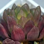 Haworthia Obtusa ‘Kohaku Variegated’ [琥珀锦玉露] - 16