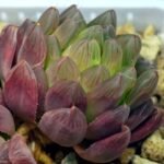 Haworthia Obtusa ‘Kohaku Variegated’ [琥珀锦玉露] - 17