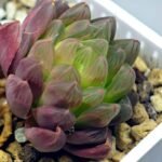 Haworthia Obtusa ‘Kohaku Variegated’ [琥珀锦玉露] - 18