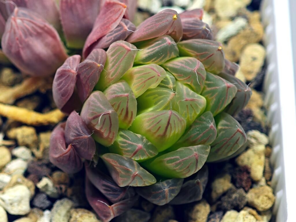 Haworthia Obtusa ‘Kohaku Variegated’ [琥珀锦玉露] - 19