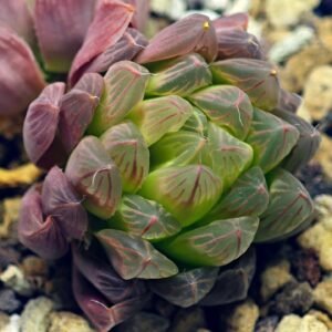 Haworthia Obtusa ‘Kohaku Variegated’ [琥珀锦玉露] - 19