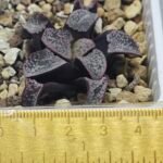 Haworthia Groenwaldii - 11