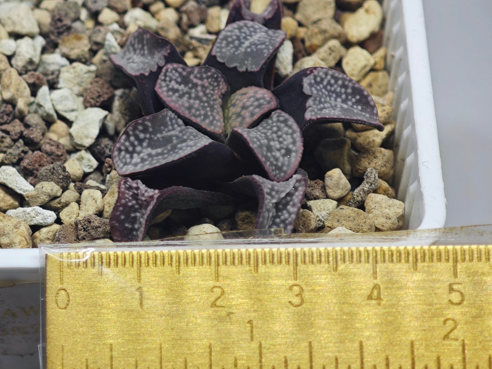 Haworthia Groenwaldii - 11
