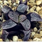 Haworthia Groenwaldii - 12