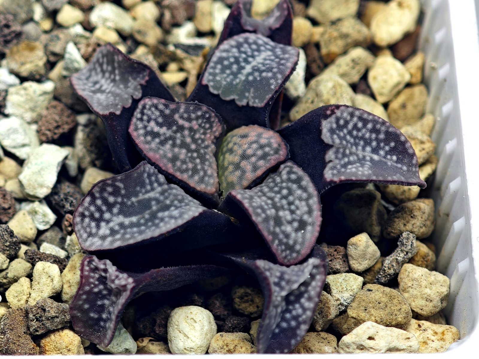 Haworthia Groenwaldii - 12