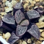 Haworthia Groenwaldii - 13