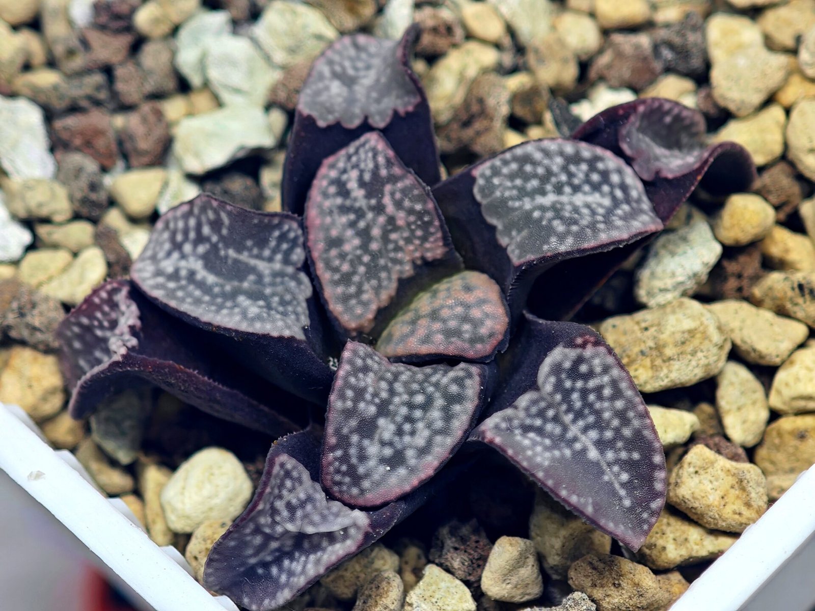 Haworthia Groenwaldii - 13