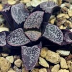 Haworthia Groenwaldii - 14
