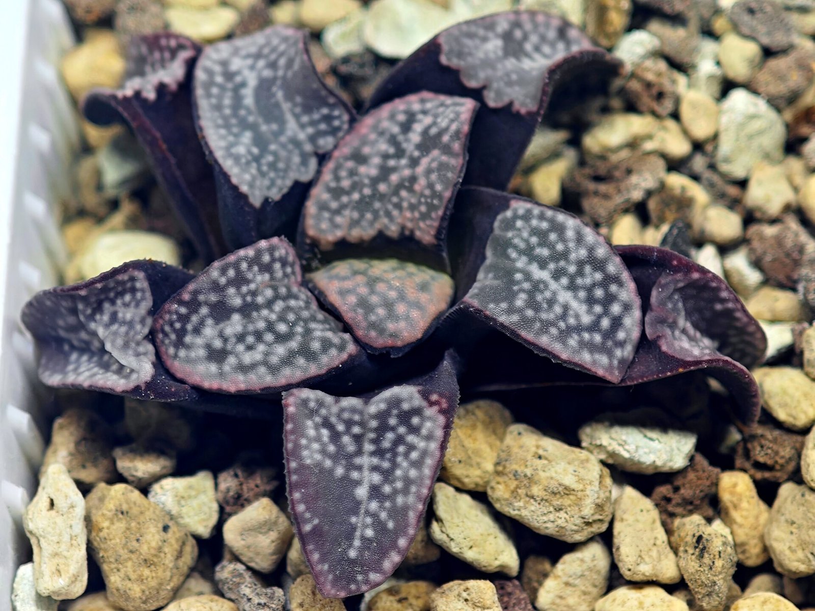 Haworthia Groenwaldii - 14